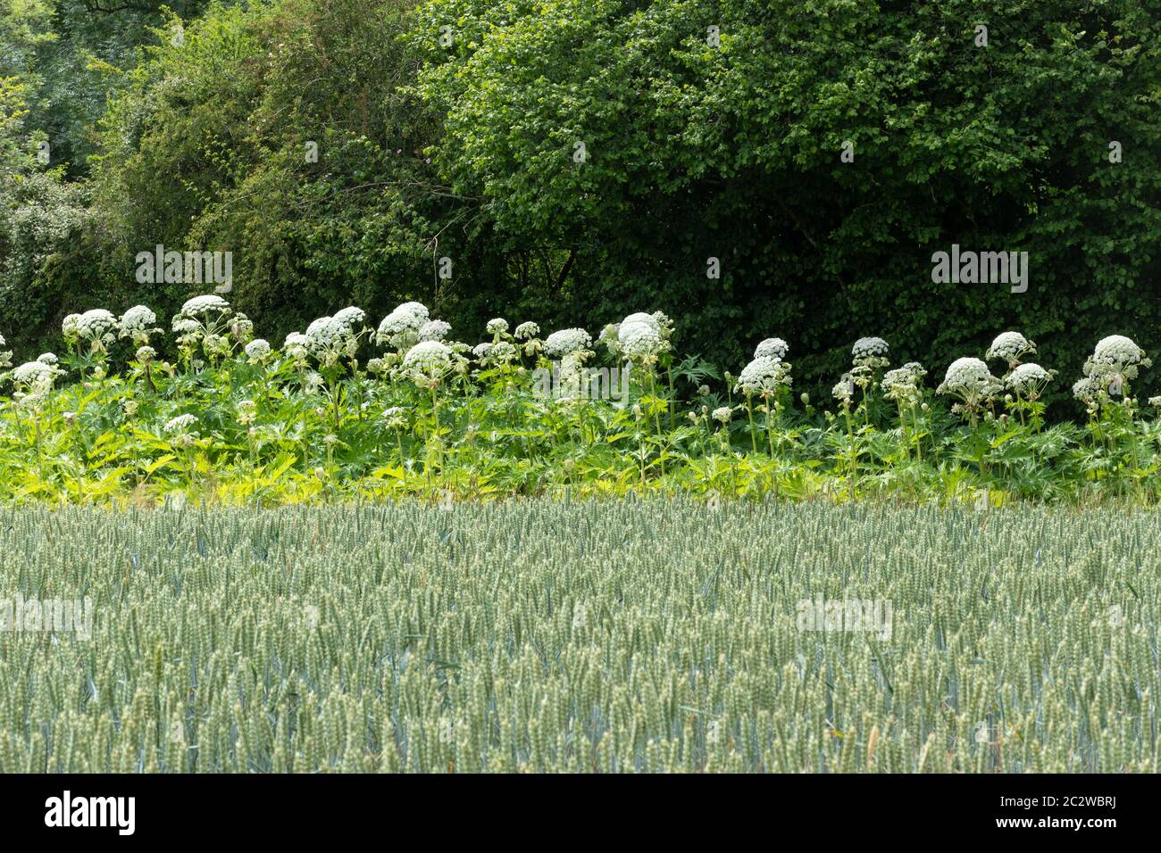 L'heracleum mantegazzianum, une grande plante à fleurs envahissantes au Royaume-Uni, pousse le long d'une bordure de champ Banque D'Images