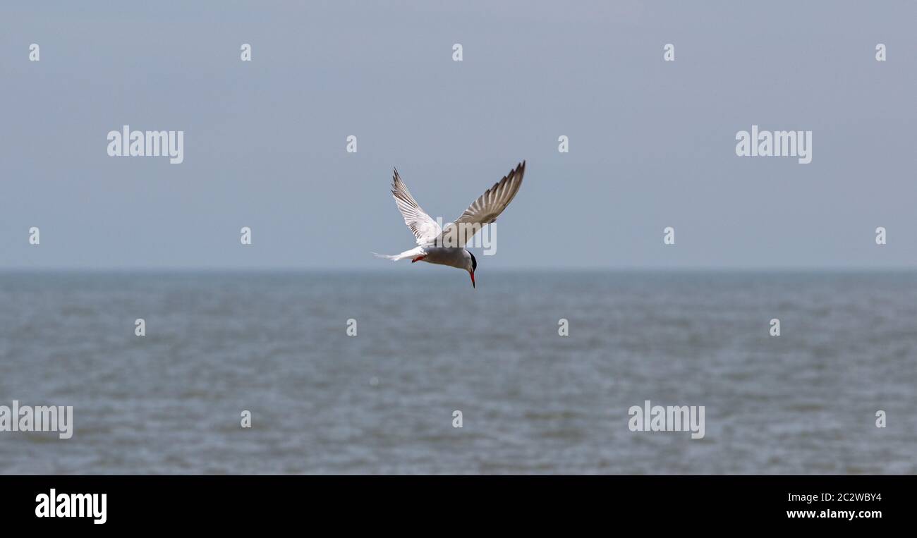 Oiseaux de mer en vol sur la côte Banque D'Images