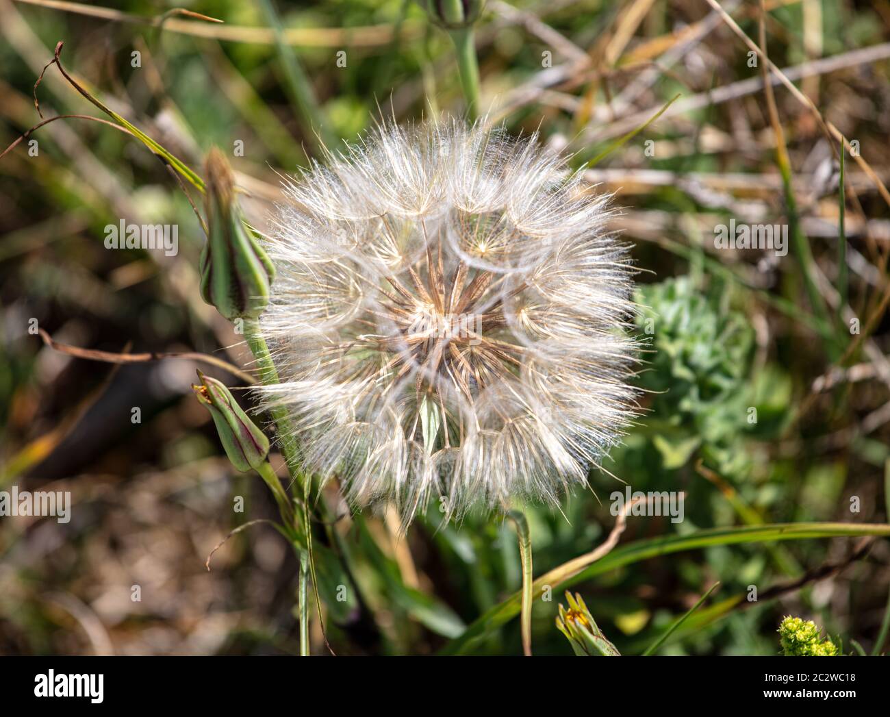 Dandelion sauvage est allé à la graine Banque D'Images