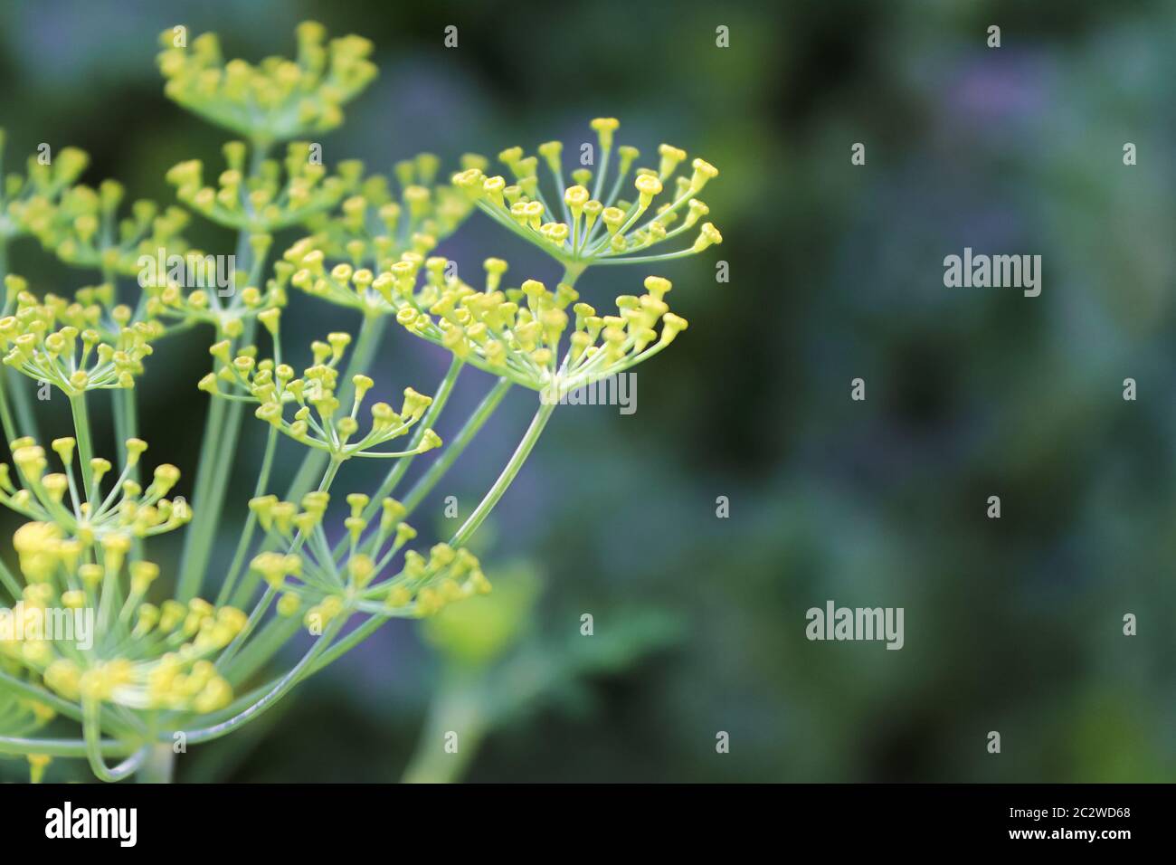Vue macro sur les fleurs d'aneth qui poussent dans le jardin. Banque D'Images