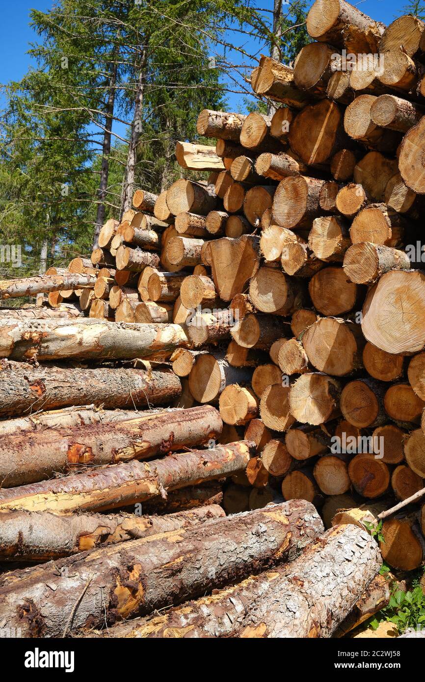 Les journaux empilés dans une plantation forestière Banque D'Images