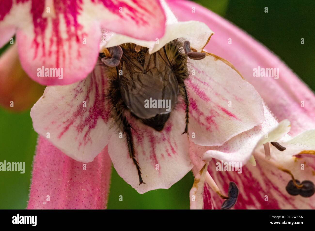 L'abeille commune de Carder (Bombus Pascuorum) se nourrissant d'une fleur de jardin. L'image montre que la personne a un panier de pollen complet. Banque D'Images