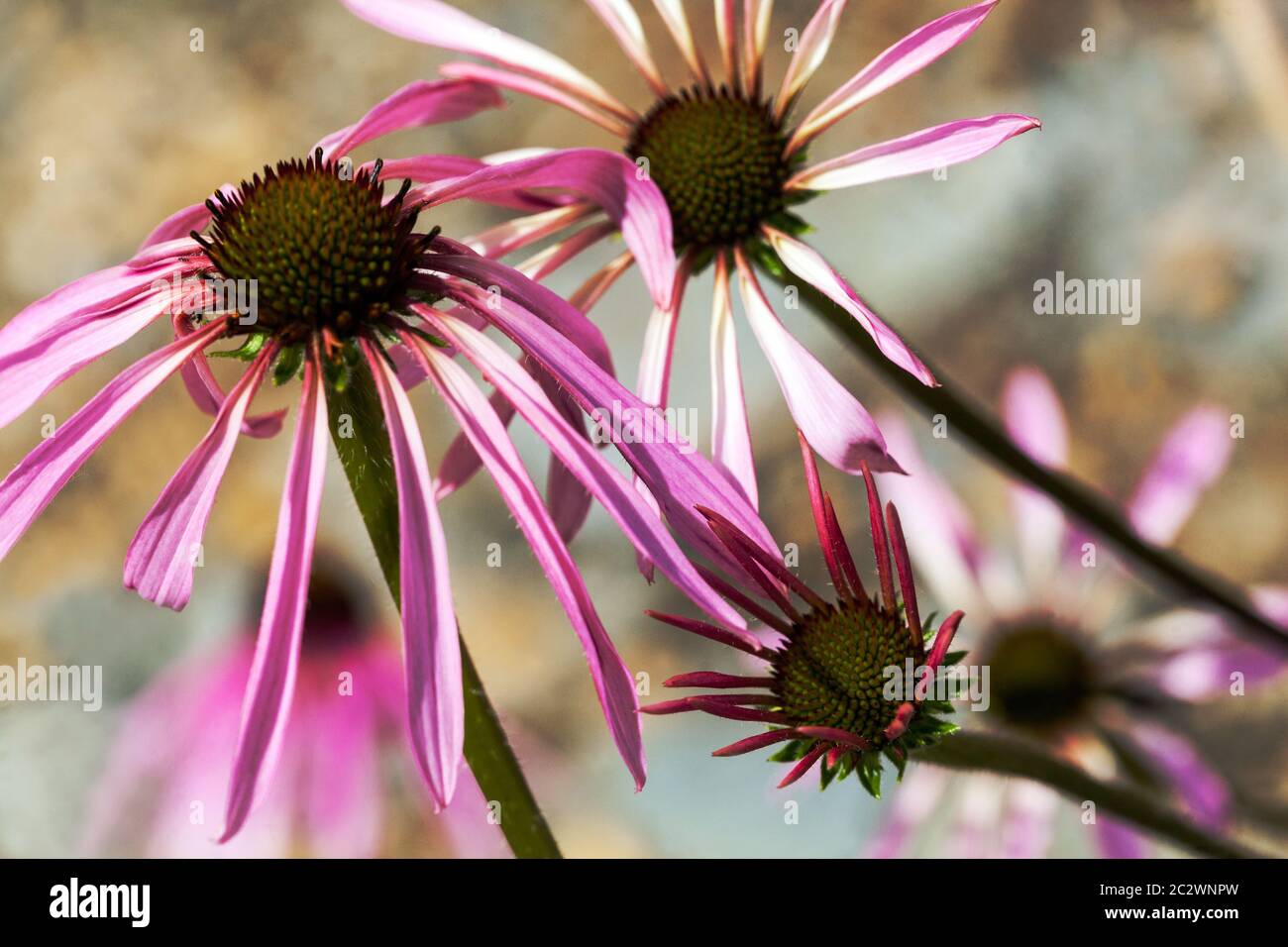 Echinacea pallida fleurit en pleine floraison Banque D'Images