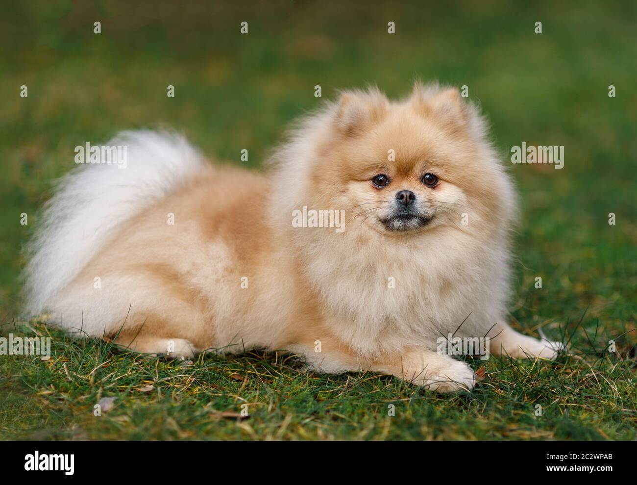 Chien race Spitz beige colorbeige chien Spitz allongé sur une pelouse verte Banque D'Images