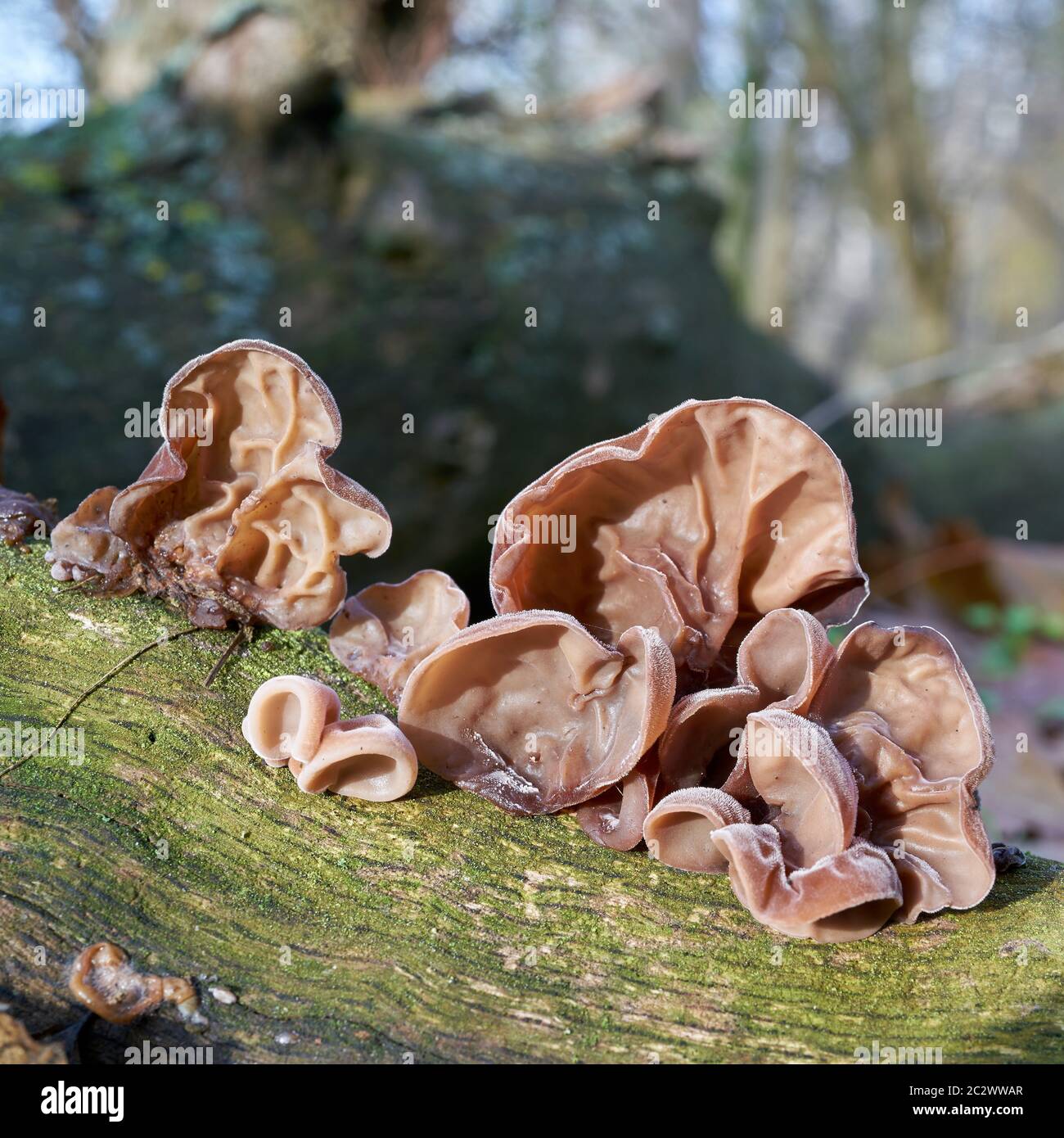 L'oreille de Judas (Auricularia auricula-judae) sur un tronc d'arbre mort dans la forêt Banque D'Images