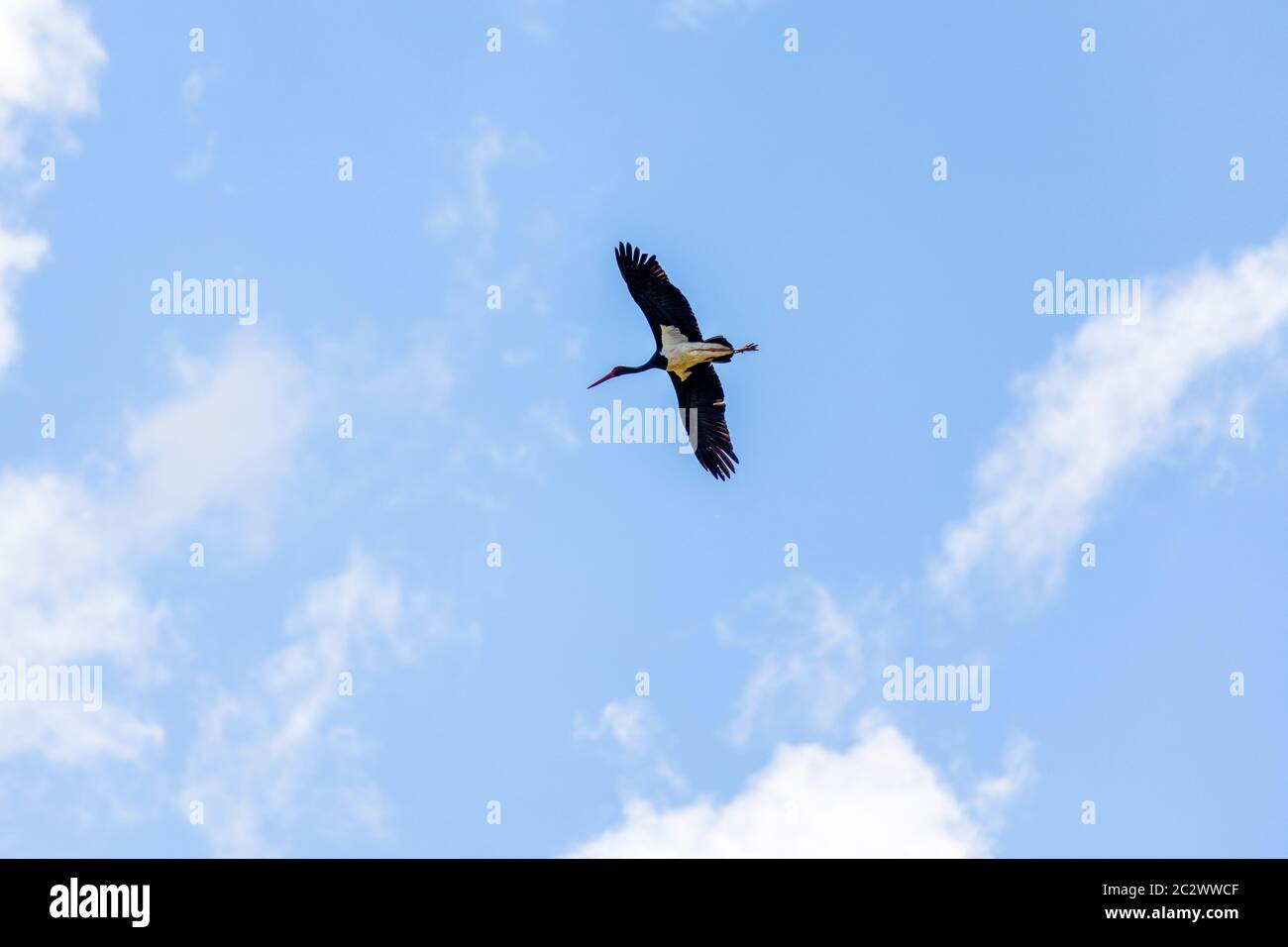 Des profils cigogne noire (Ciconia nigra) en vol pendant la migration du printemps sur l'île grecque de Lesbos. Banque D'Images