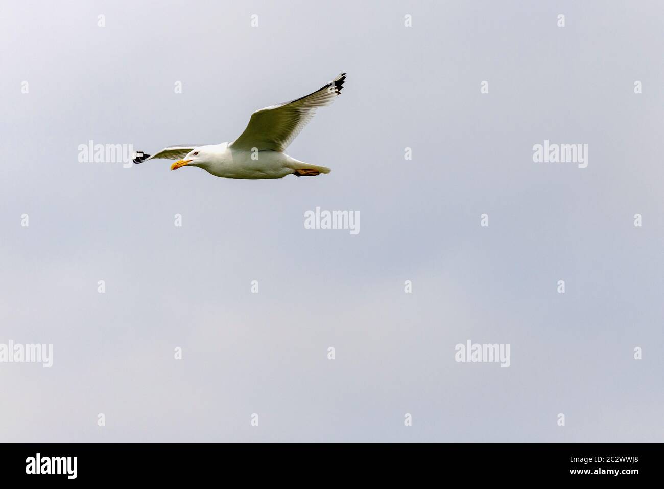 Un Goéland argenté européen (Larus argentatus) en vol. Banque D'Images