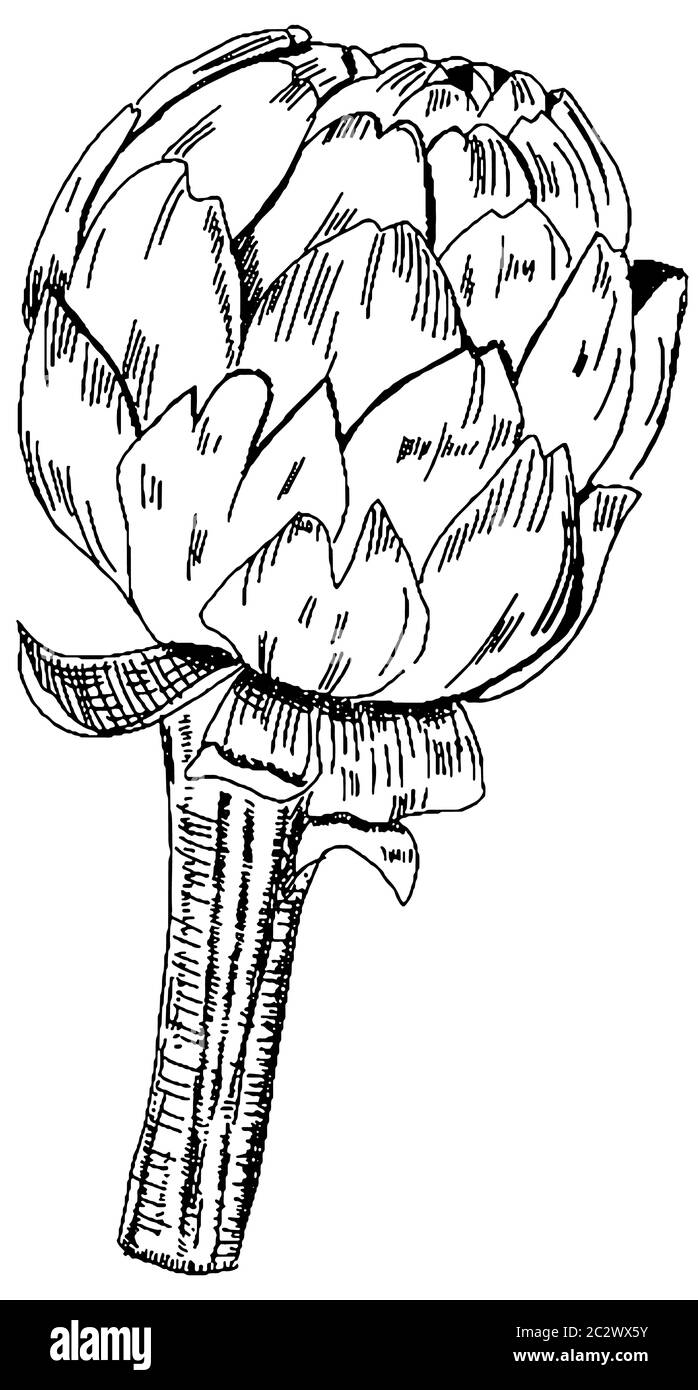 Dessin d'artichaut vectoriel au stylo et à l'encre sur fond blanc, dessin à la main en noir et blanc Banque D'Images