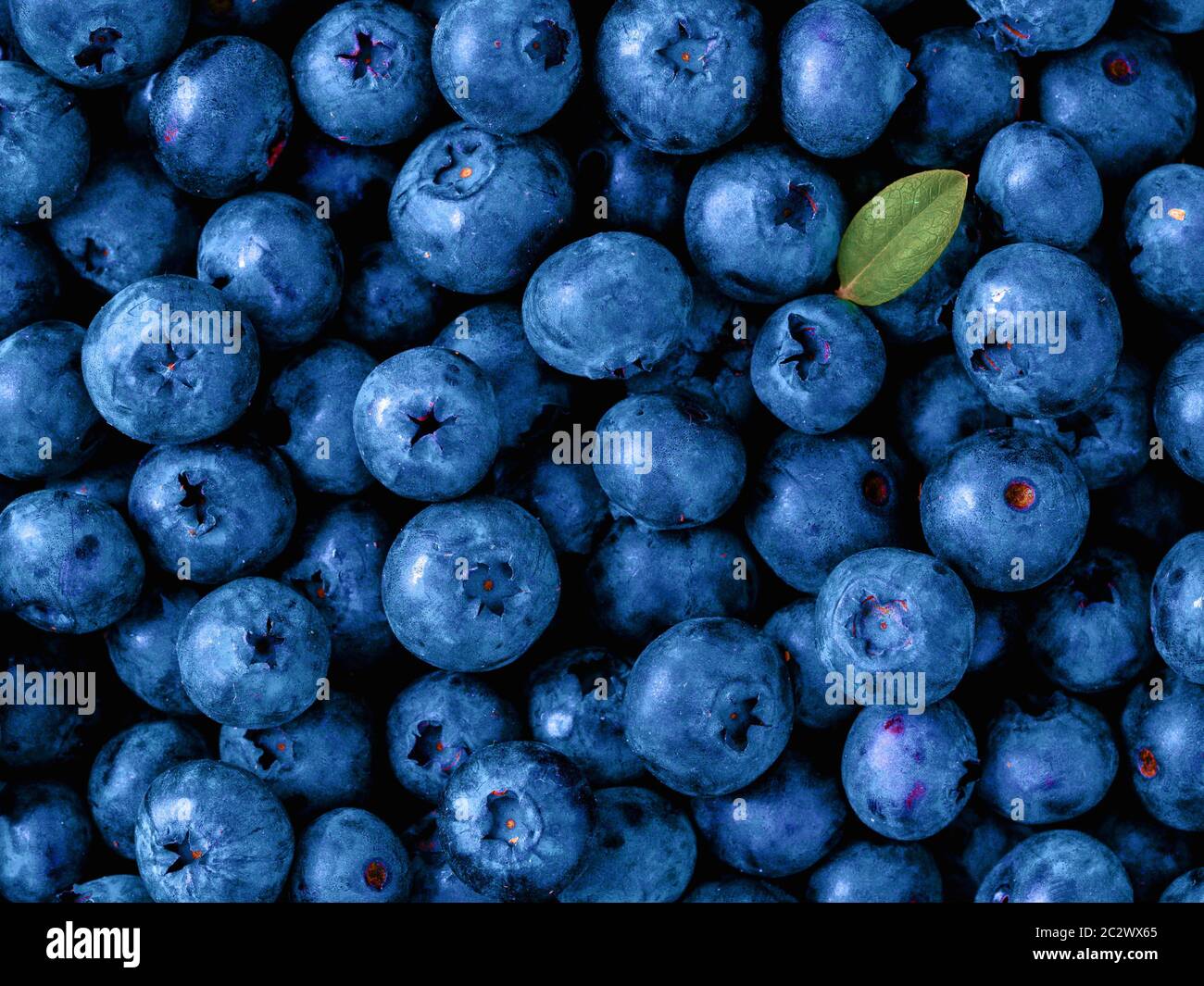 Bleuets de couleur bleu classique de l'année 2020 Banque D'Images