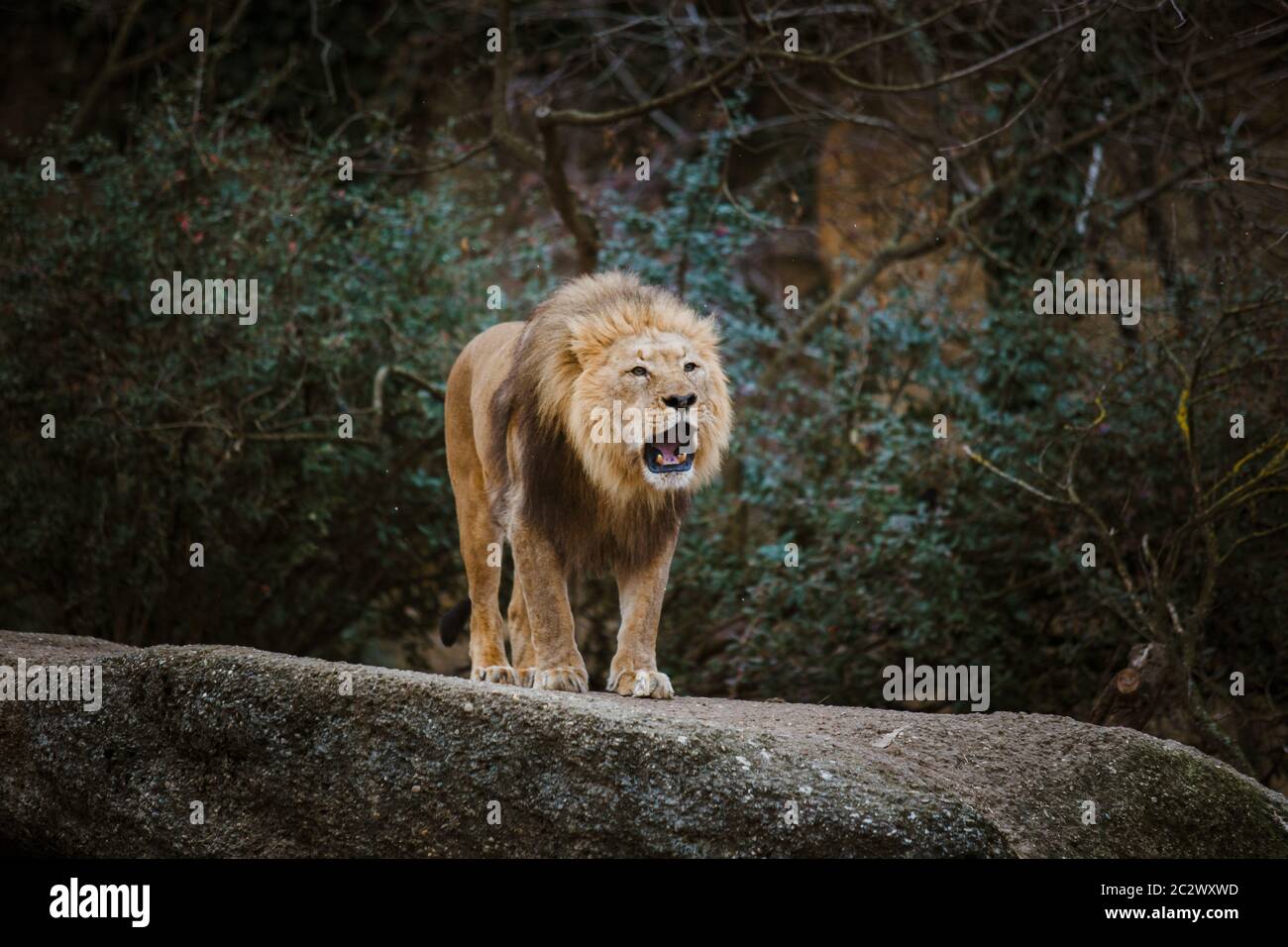 Un lion mâle adulte exprime une agression, des grognements montrant des dents sur une pierre dans le zoo de Bâle en Suisse en hiver dans le ciel nuageux Banque D'Images