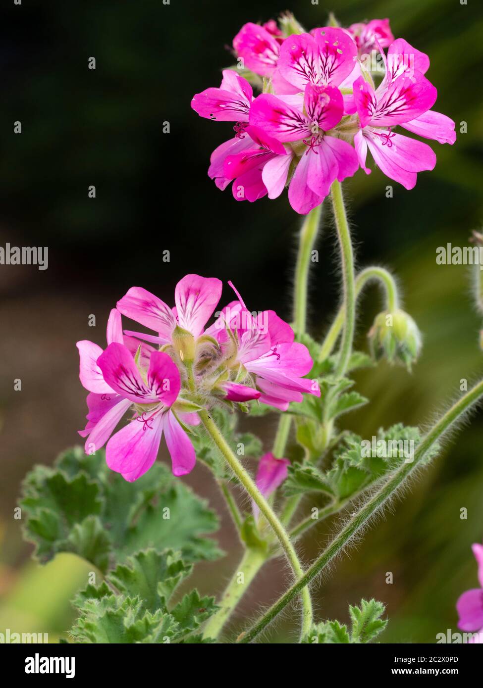 Fleurs d'été roses du géranium parfumé à feuilles, Pelargonium 'Pink capitatum' Banque D'Images
