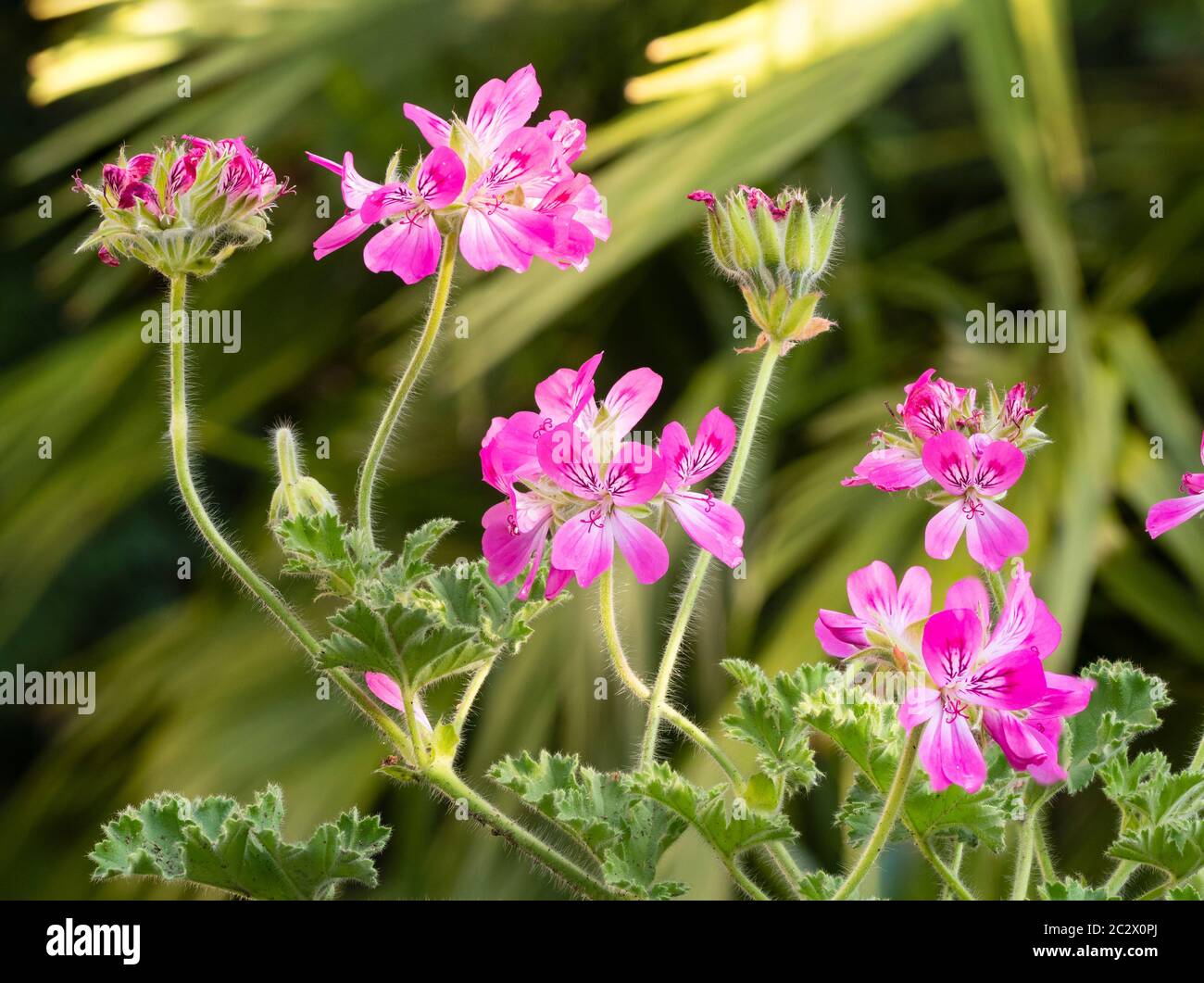Fleurs d'été roses du géranium parfumé à feuilles, Pelargonium 'Pink capitatum' Banque D'Images
