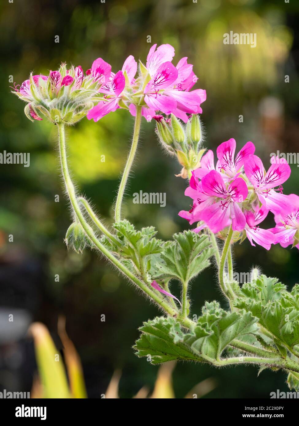 Fleurs d'été roses du géranium parfumé à feuilles, Pelargonium 'Pink capitatum' Banque D'Images