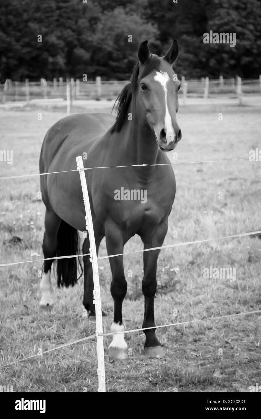 Cheval, paître des chevaux sur un enclos, portrait d'un cheval Banque D'Images