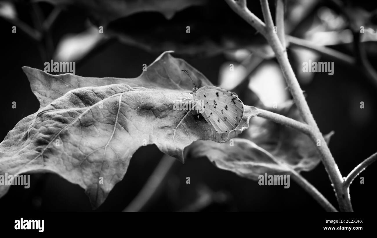 Gros plan sur une photo en noir et blanc d'un beau papillon Banque D'Images