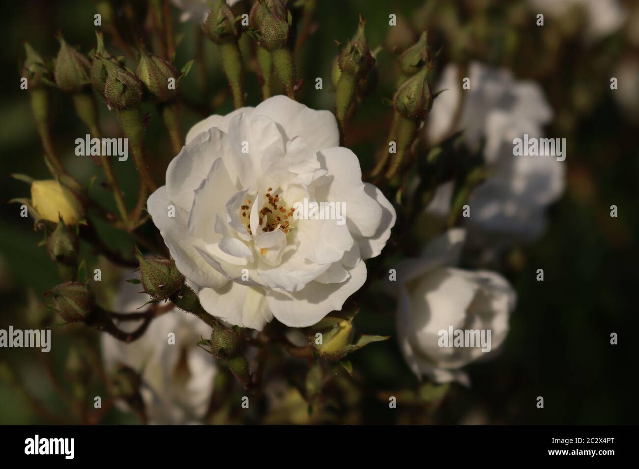 Un gros plan de la blanc rambling rector grimpant rose en fleur et avec des bourgeons Banque D'Images