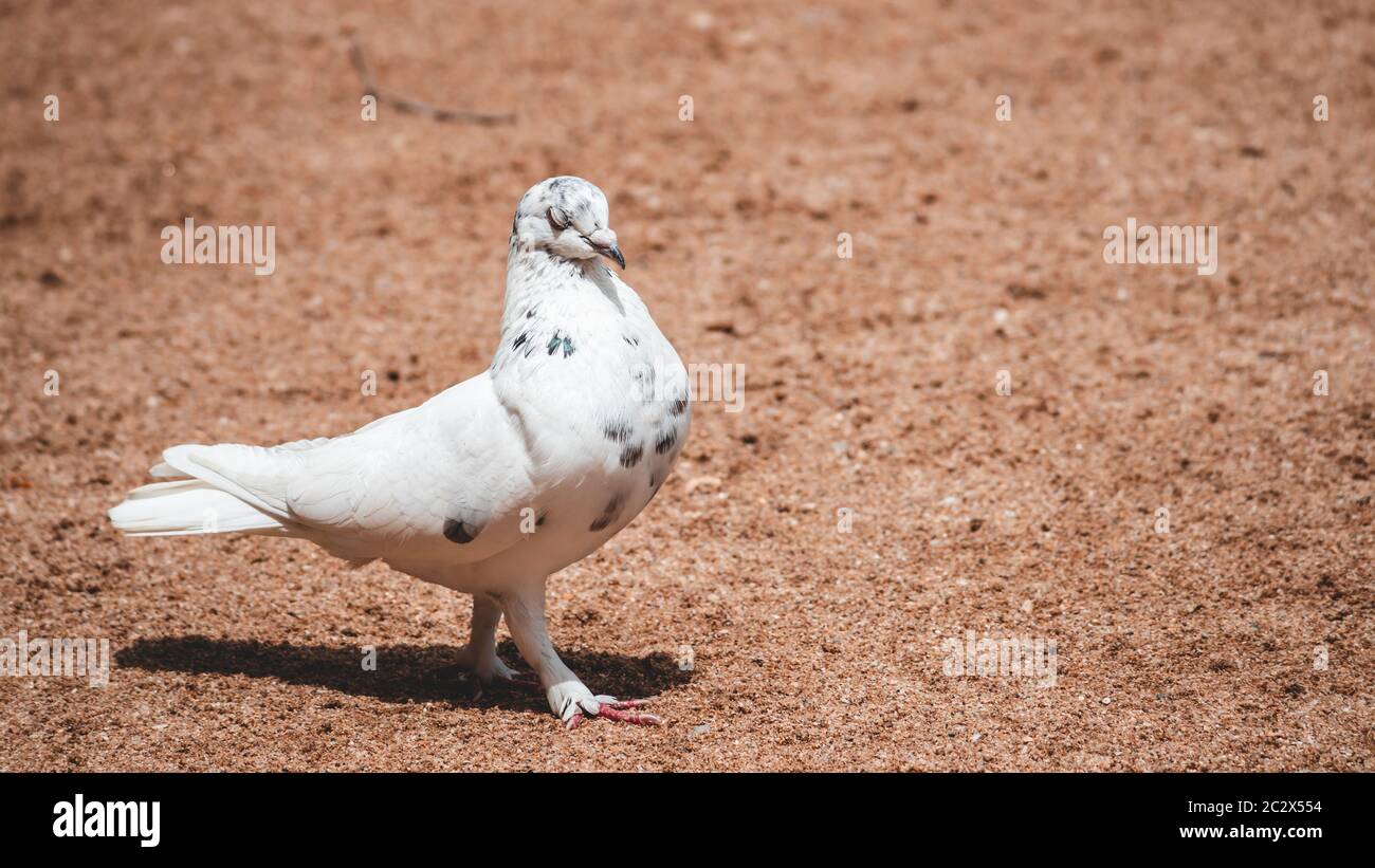 Symbole d'espoir et de paix le pigeon blanc pose pour les yeux de portrait à moitié fermés Banque D'Images
