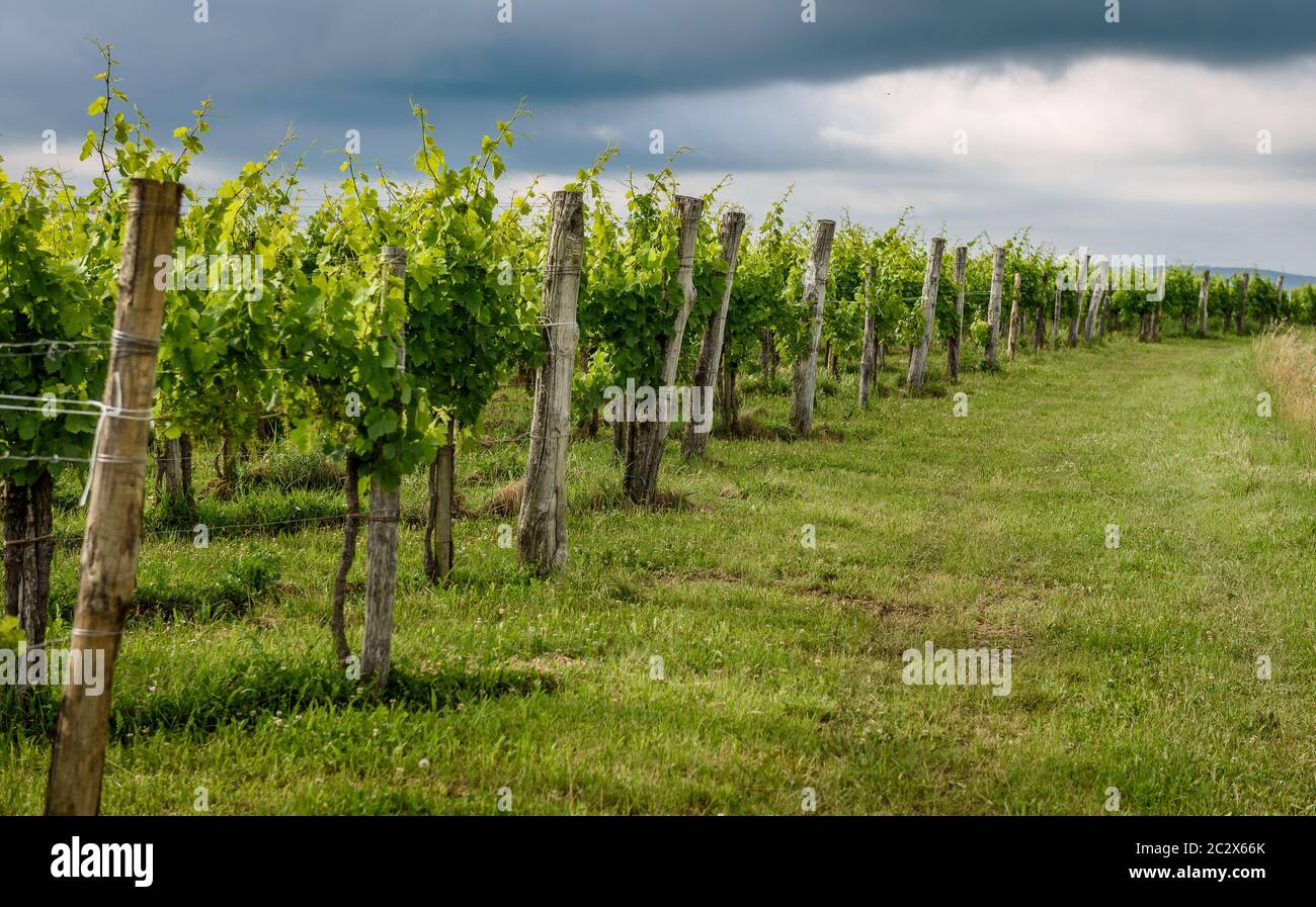 Vue sur la célèbre région viticole de Goriska Brda en Slovénie. Photo panoramique des rangées de vignobles et terrasse de plantes grapévines. Paysage rural photo de Banque D'Images