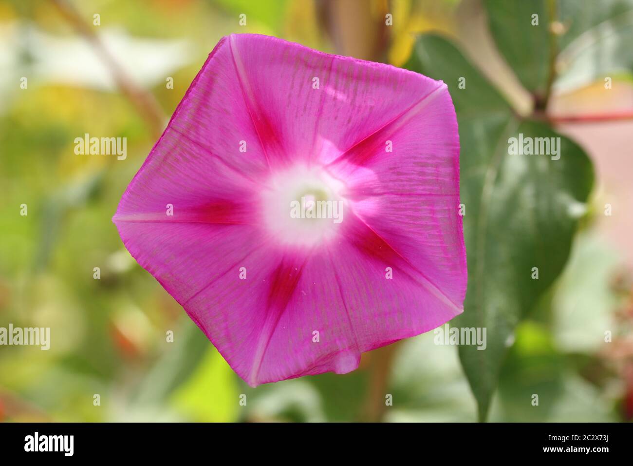 Vesce (Vicia) Banque D'Images