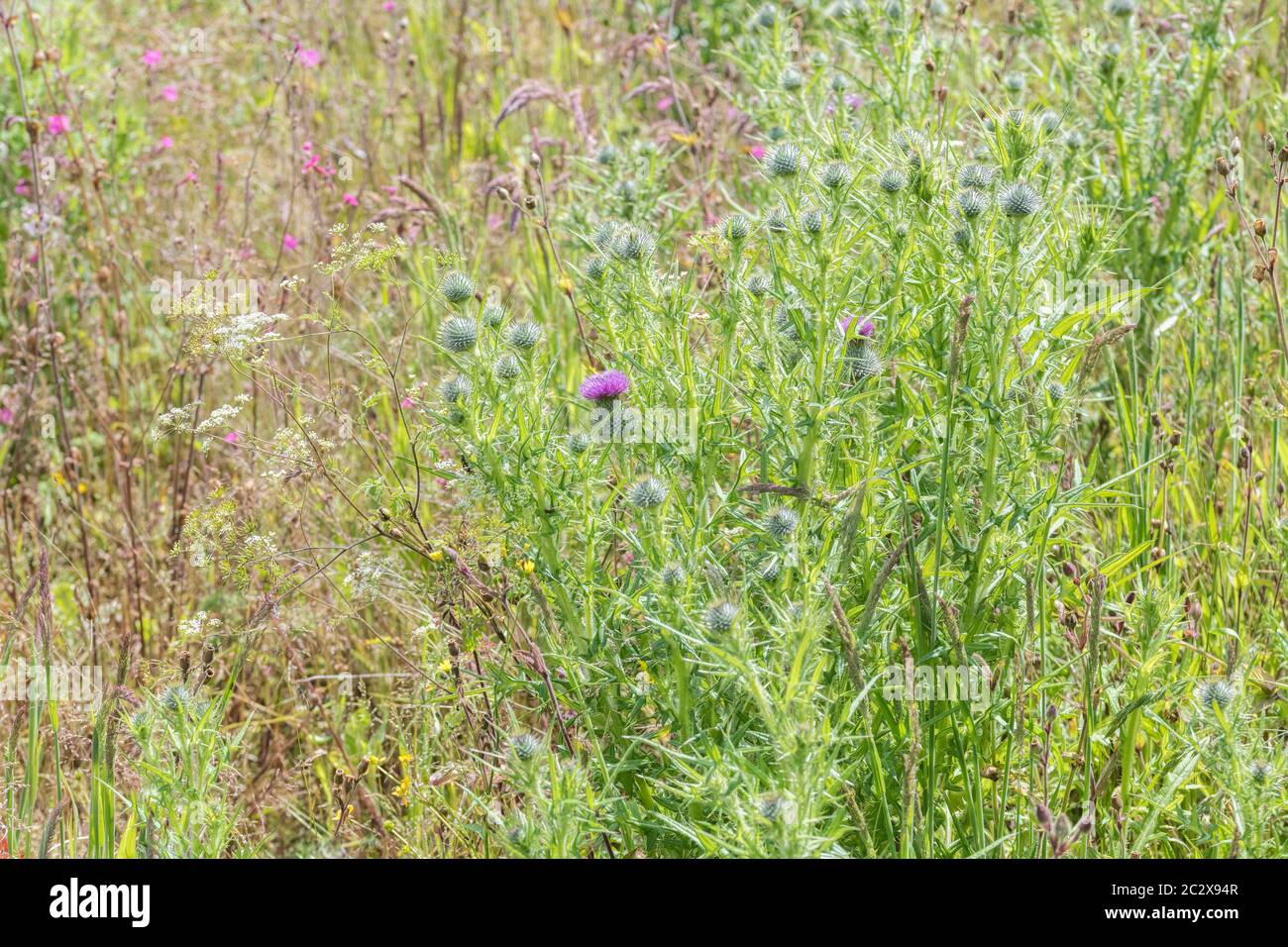 Champ dépassé par les mauvaises herbes avec le Thistle de lance à fleur pourpre, Thistle de taureau / Cirsium vulgare beaucoup en évidence. Mauvaises herbes agricoles au Royaume-Uni et mauvaises herbes communes. Banque D'Images