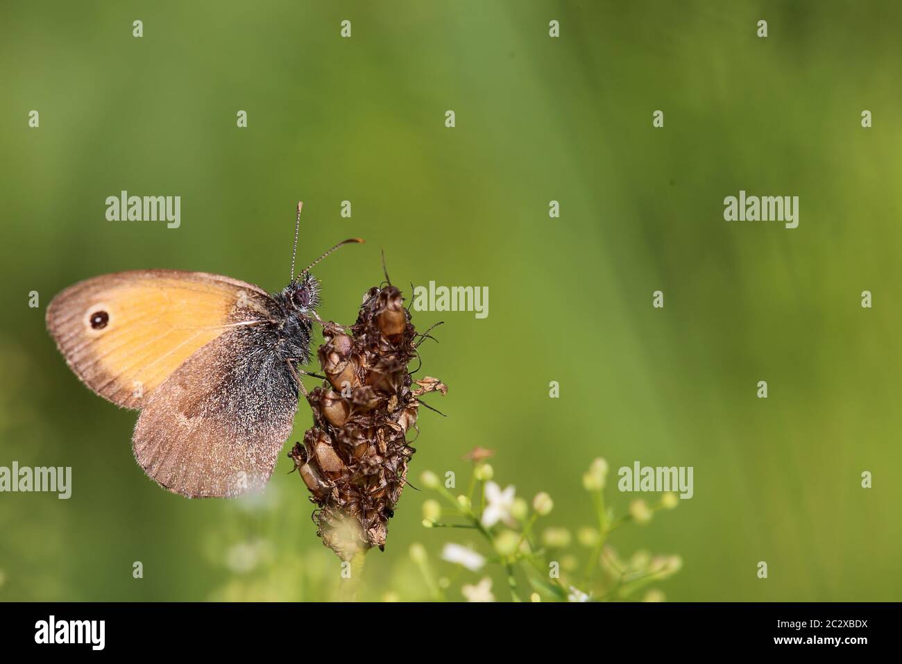 Coenonympha pamphilus, petit oiseau de prairie, en macro-enregistrement Banque D'Images