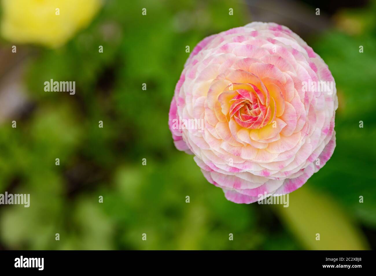 Pétales ajourés d'une fleur de ranunculus blanc-rose sur un fond flou avec des taches vertes de feuilles et d'herbe. Banque D'Images