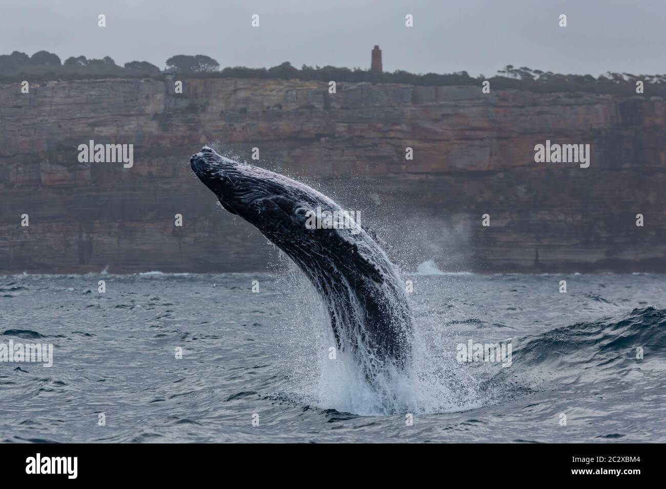 Le veau à bosse s'est arrêté au large des falaises de South Head, Sydney Australie Banque D'Images