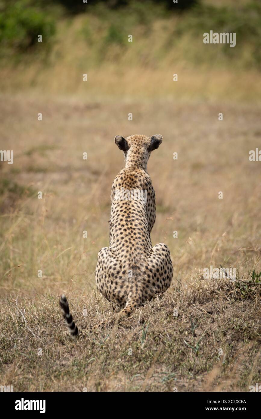 Guépard femelle est assis sur l'herbe à l'écart Banque D'Images