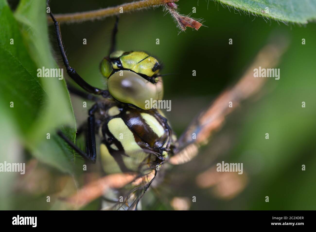 Le sud de Hawker Dragonfly Banque D'Images