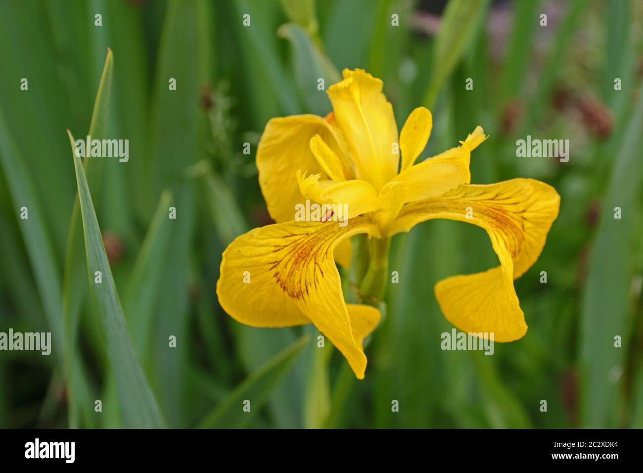 Drapeau jaune fleur Iris Banque D'Images