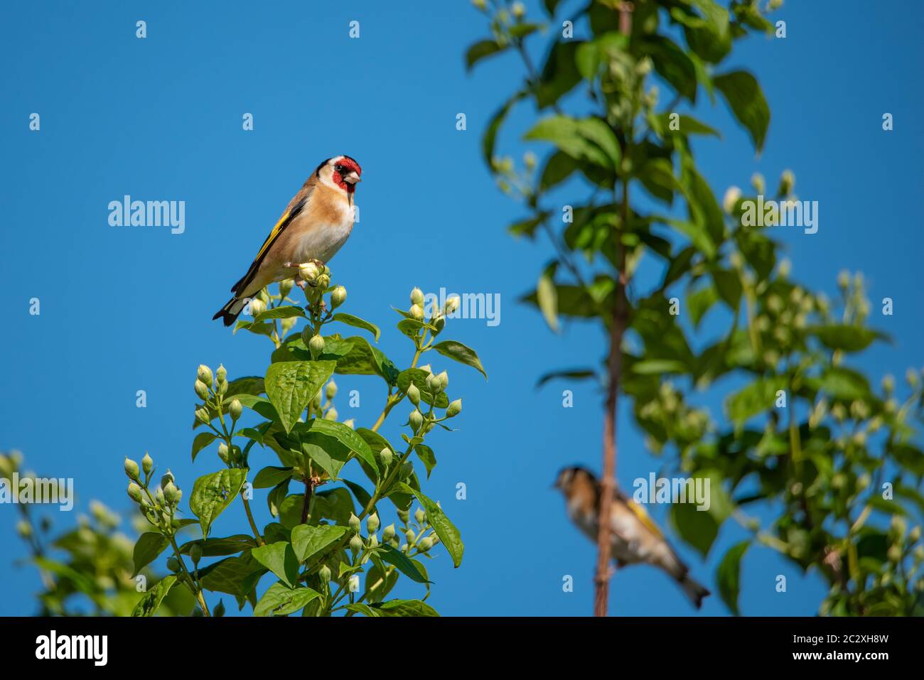 Une paire de goldfinches perchés dans les branches d'un arbre, fond bleu clair sans nuages Banque D'Images
