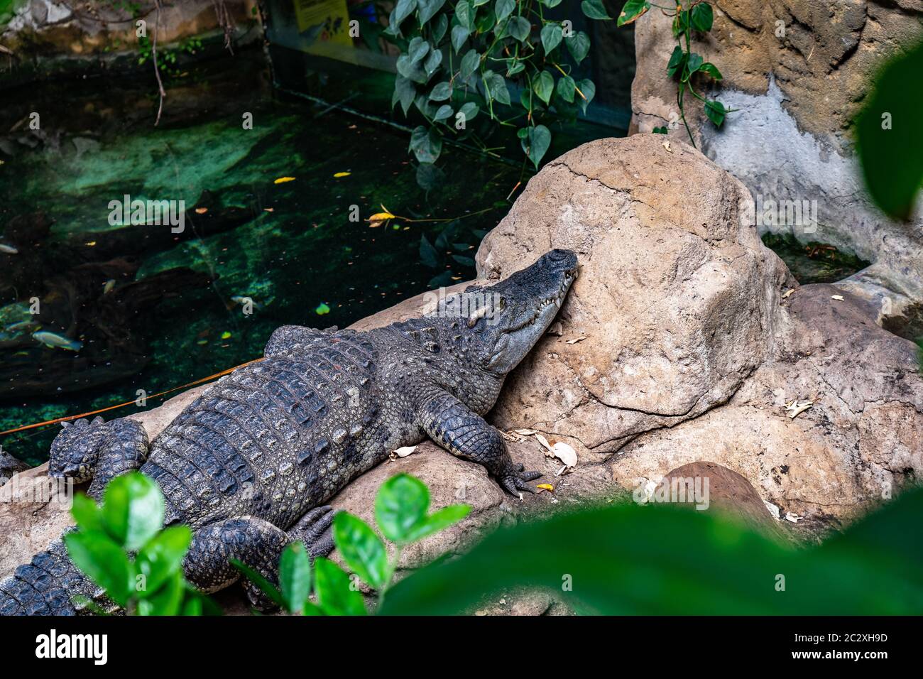 Caïman (Caiman latirostris) au zoo de Barcelone. Banque D'Images