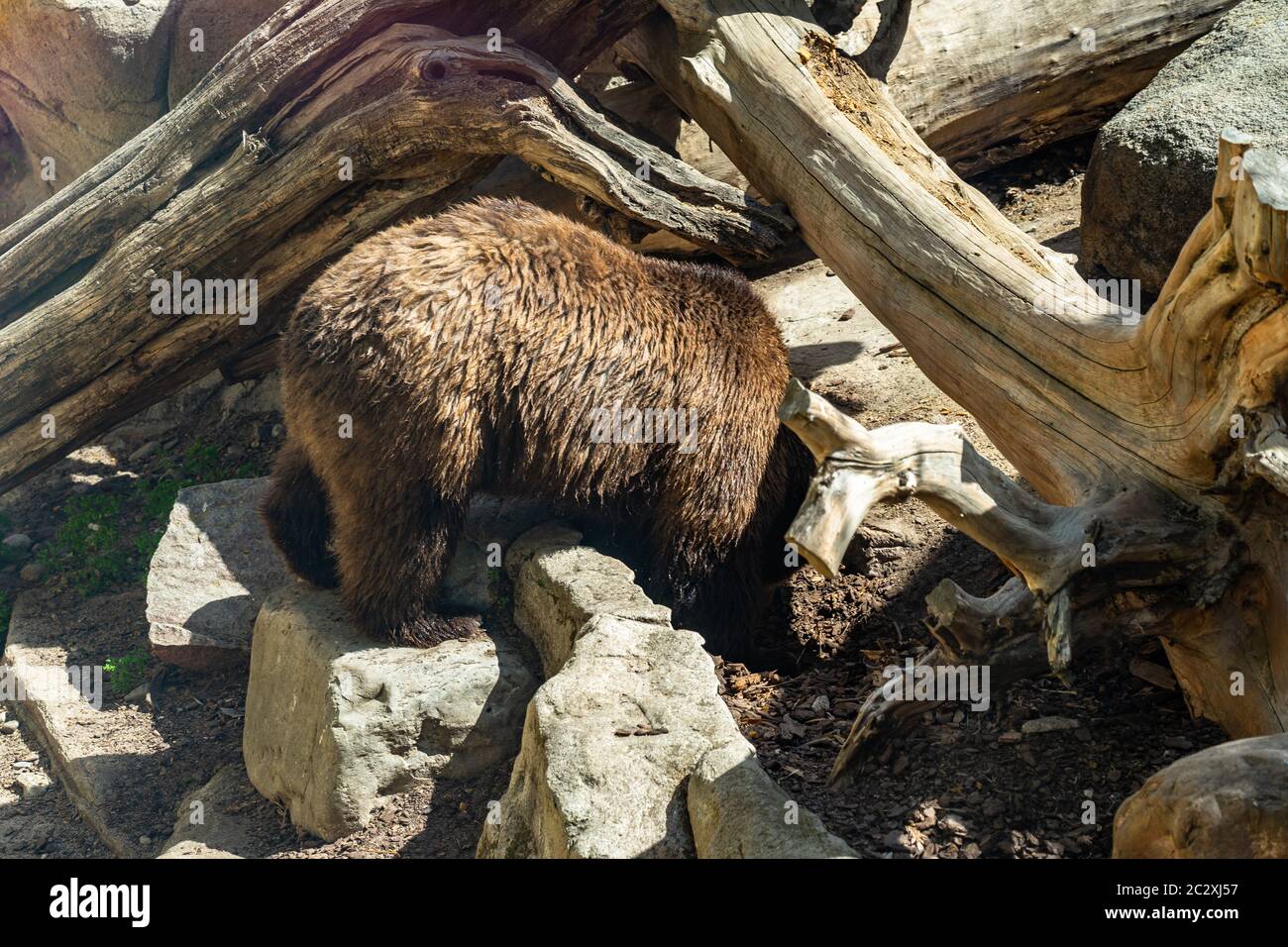Ours brun (Ursus arctos) au zoo de Barcelone. Banque D'Images