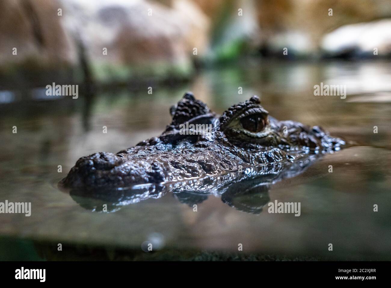 Caïman (Caiman latirostris) au zoo de Barcelone. Banque D'Images