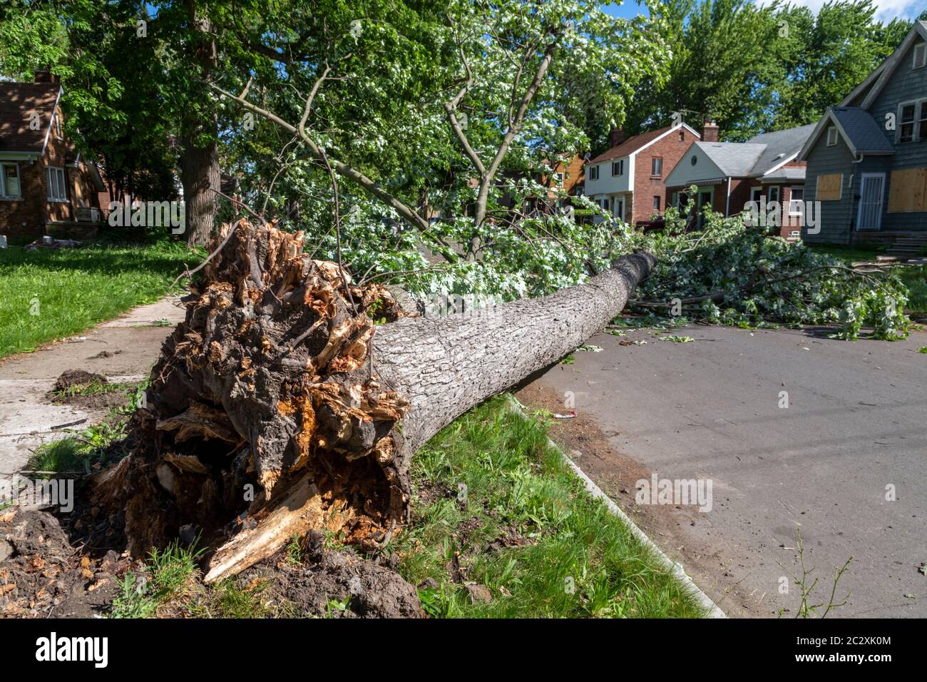 Detroit, Michigan - les vestiges de la tempête tropicale Cristobal ont fait tomber de gros arbres et ont causé des coupures de courant à grande échelle du côté est de Detroit. Banque D'Images