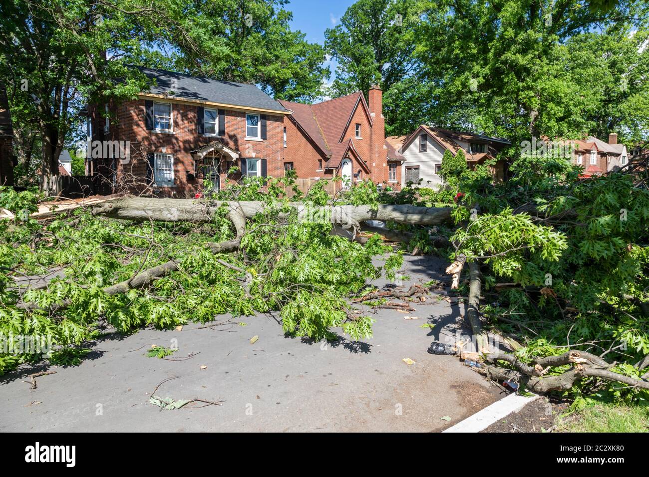 Detroit, Michigan - les vestiges de la tempête tropicale Cristobal ont fait tomber de gros arbres et ont causé des coupures de courant à grande échelle du côté est de Detroit. Banque D'Images
