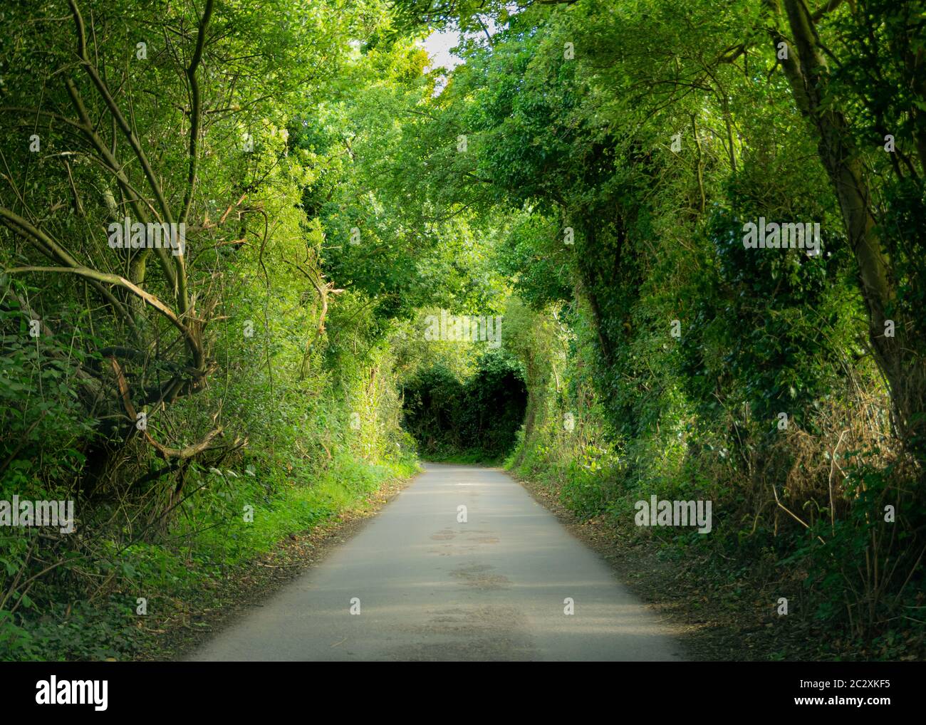 Forme de coeur dans le tunnel de l'arbre Banque D'Images