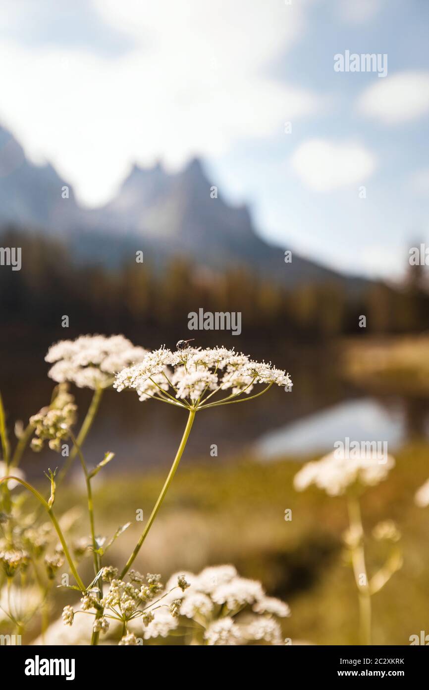 Belles fleurs d'été blanches poussant dans les champs de montagne des Dolomites dans les Alpes du Nord de l'Italie Banque D'Images