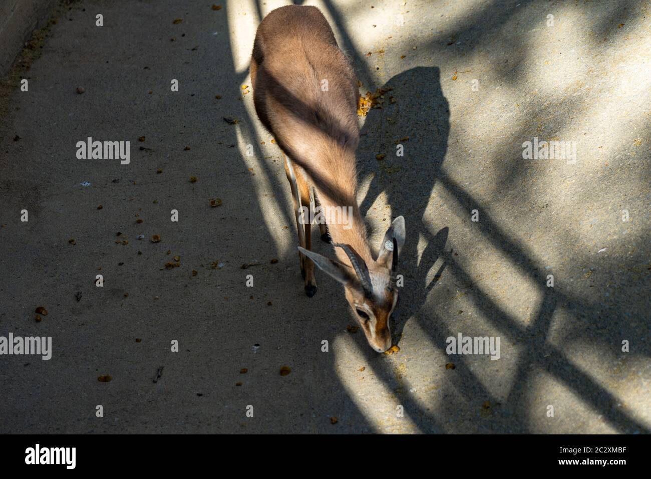 Dorcas du Saharian (Gazella dorcas osiris) au zoo de Barcelone. Banque D'Images