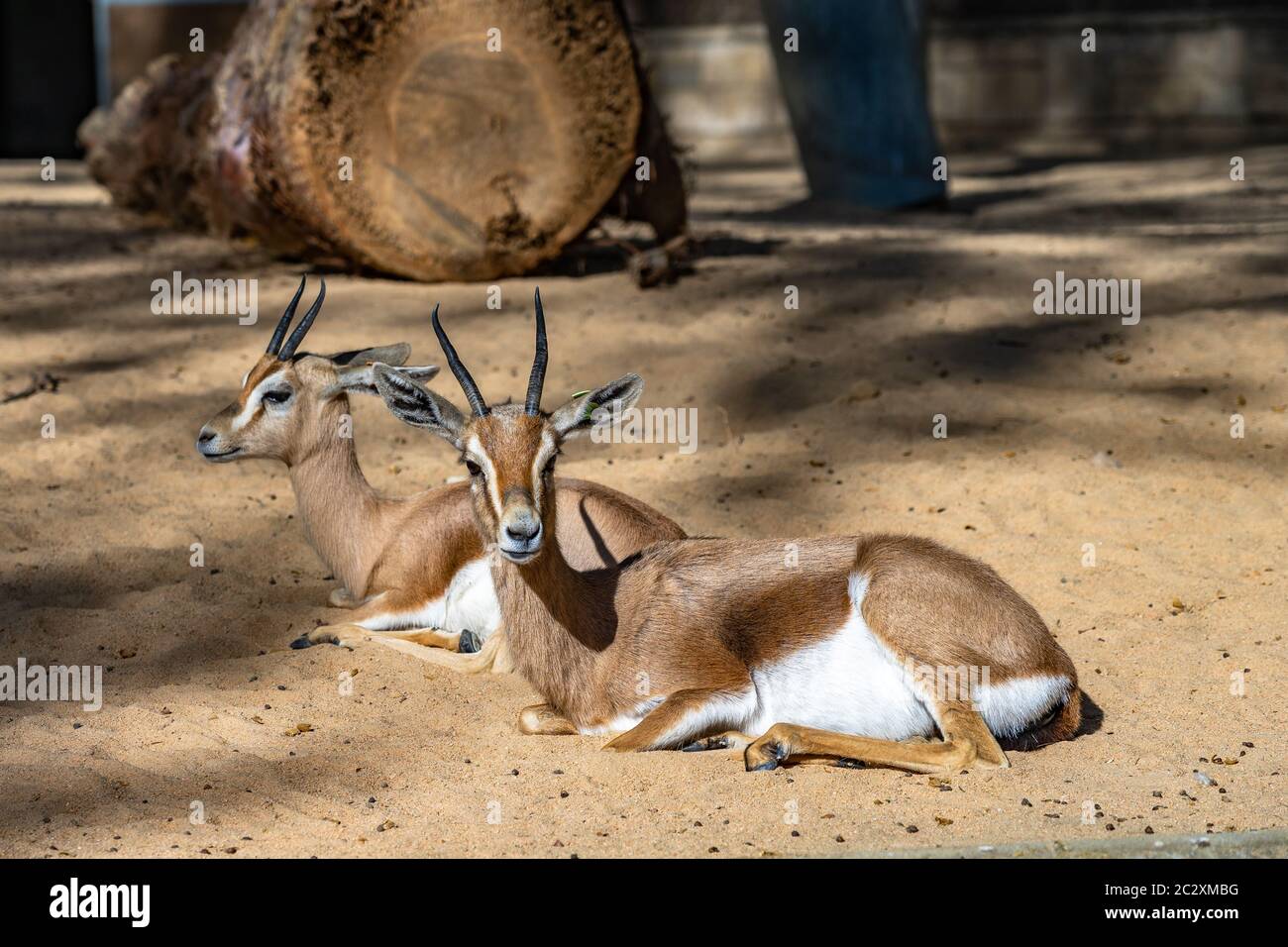Dorcas du Saharian (Gazella dorcas osiris) au zoo de Barcelone. Banque D'Images