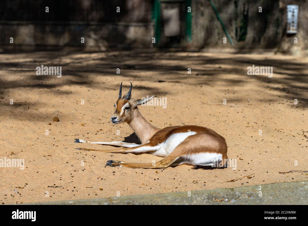 Dorcas du Saharian (Gazella dorcas osiris) au zoo de Barcelone. Banque D'Images