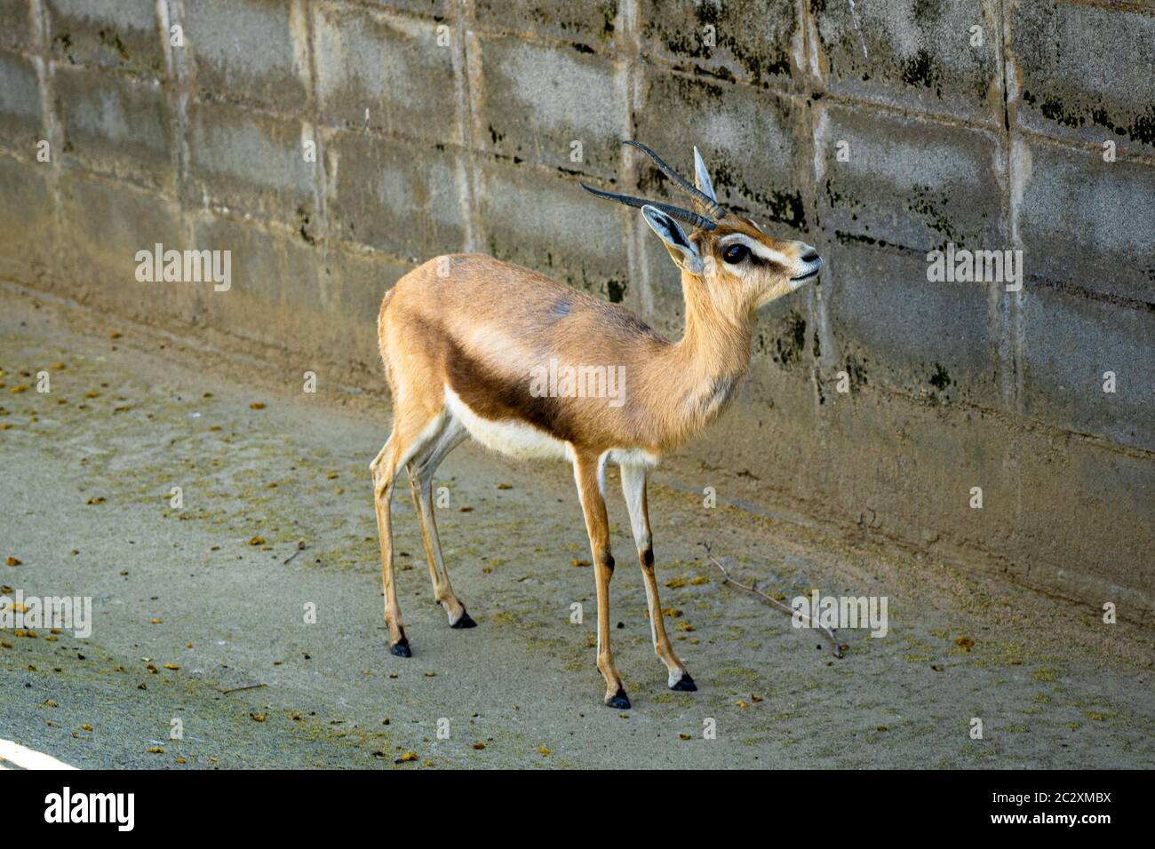 Dorcas du Saharian (Gazella dorcas osiris) au zoo de Barcelone. Banque D'Images