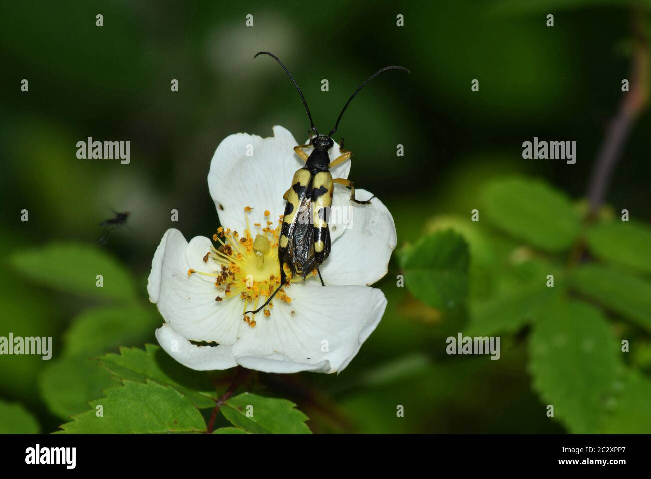 Coléoptère.Strangalia maculata, ordre Coleoptera.Longhorn Beetle,sur un chien Rose ' Rosa canina'. Jaune/ Noir.Mai - août, vu sur des fleurs dans des haies an Banque D'Images
