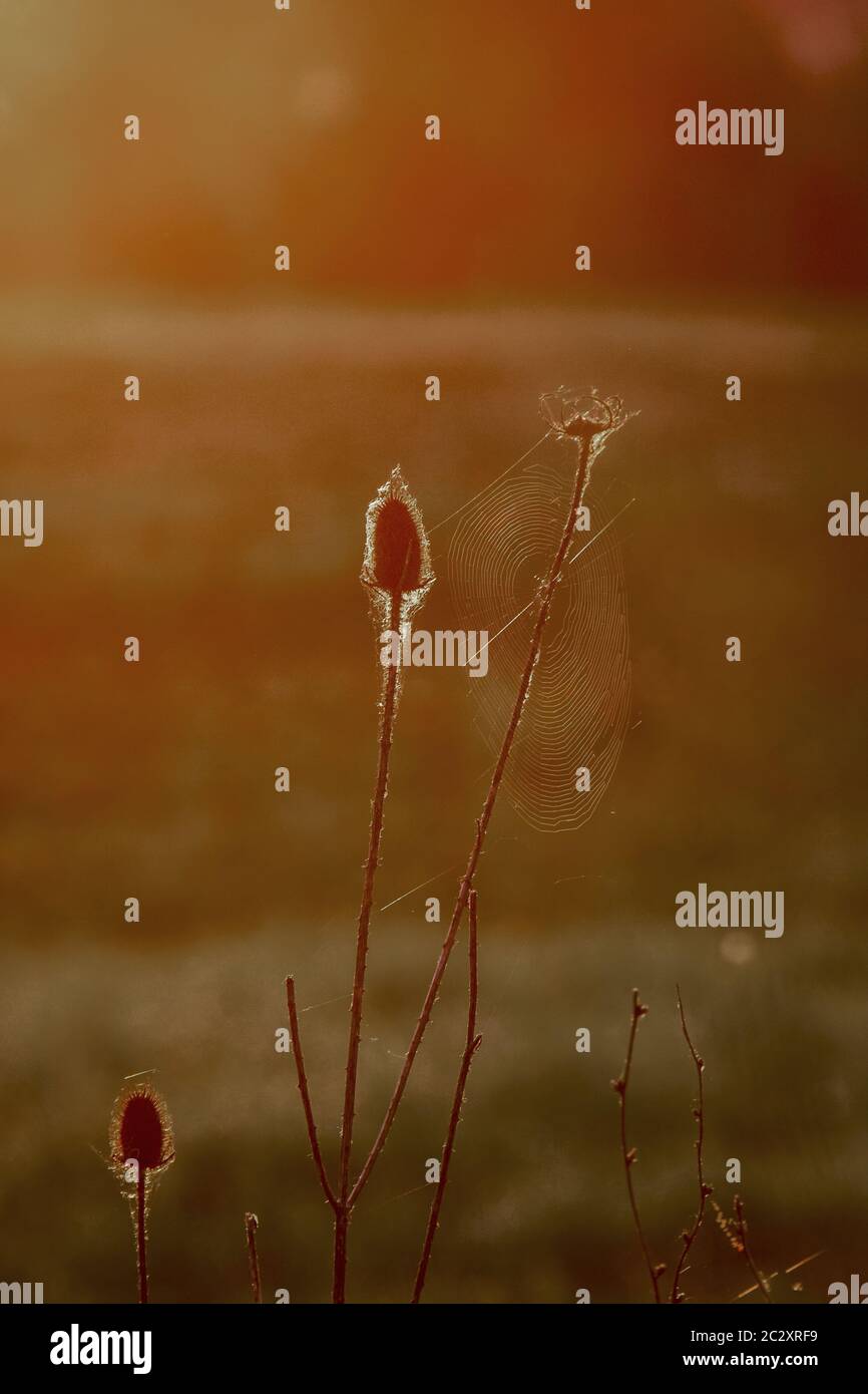 Joker avec toile d'araignée Banque D'Images