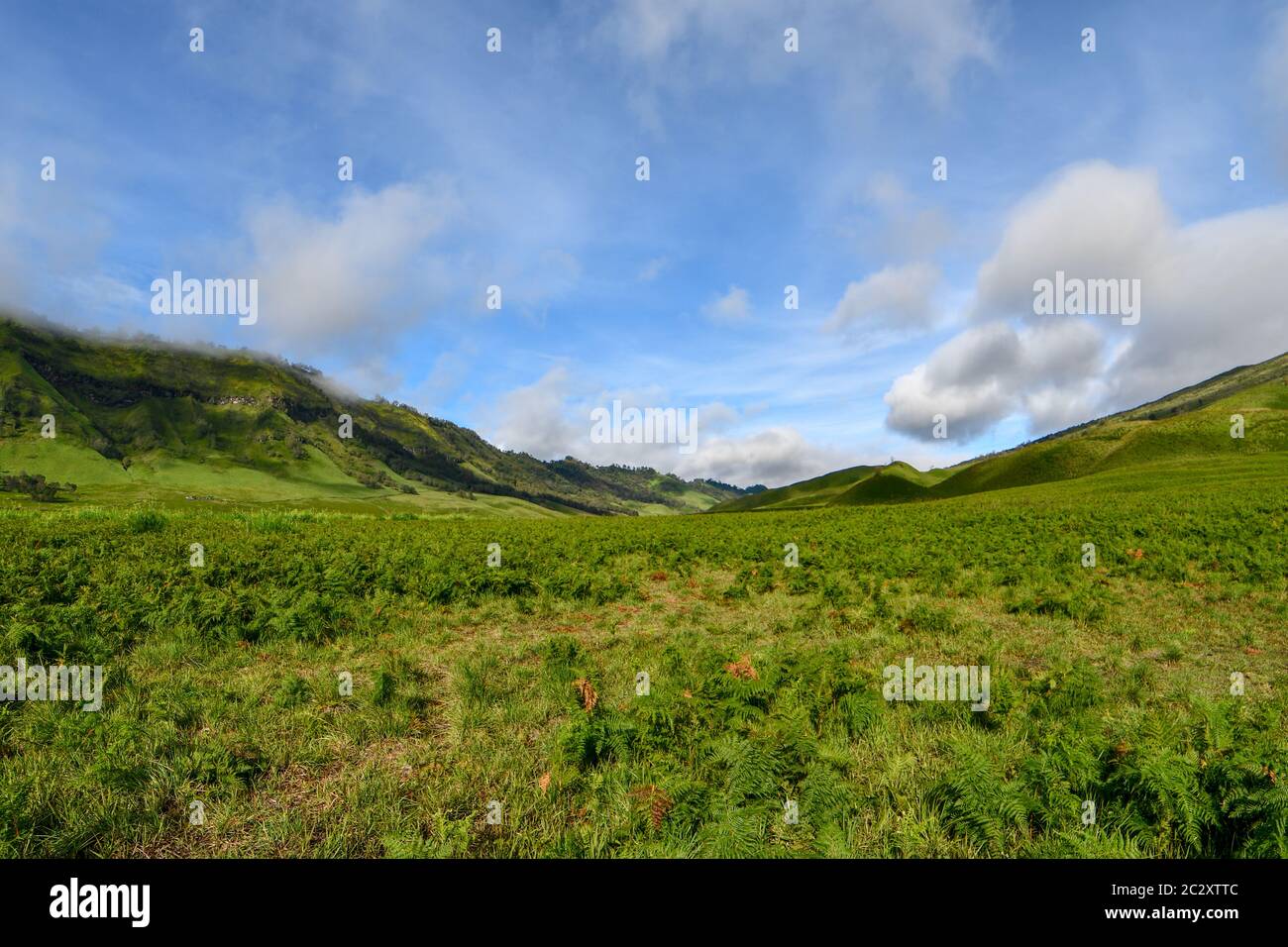 Forêt de bromo, stimulez votre humeur et votre esprit avec une vue sur le vert et le ciel bleu et profitez du beau soleil Banque D'Images