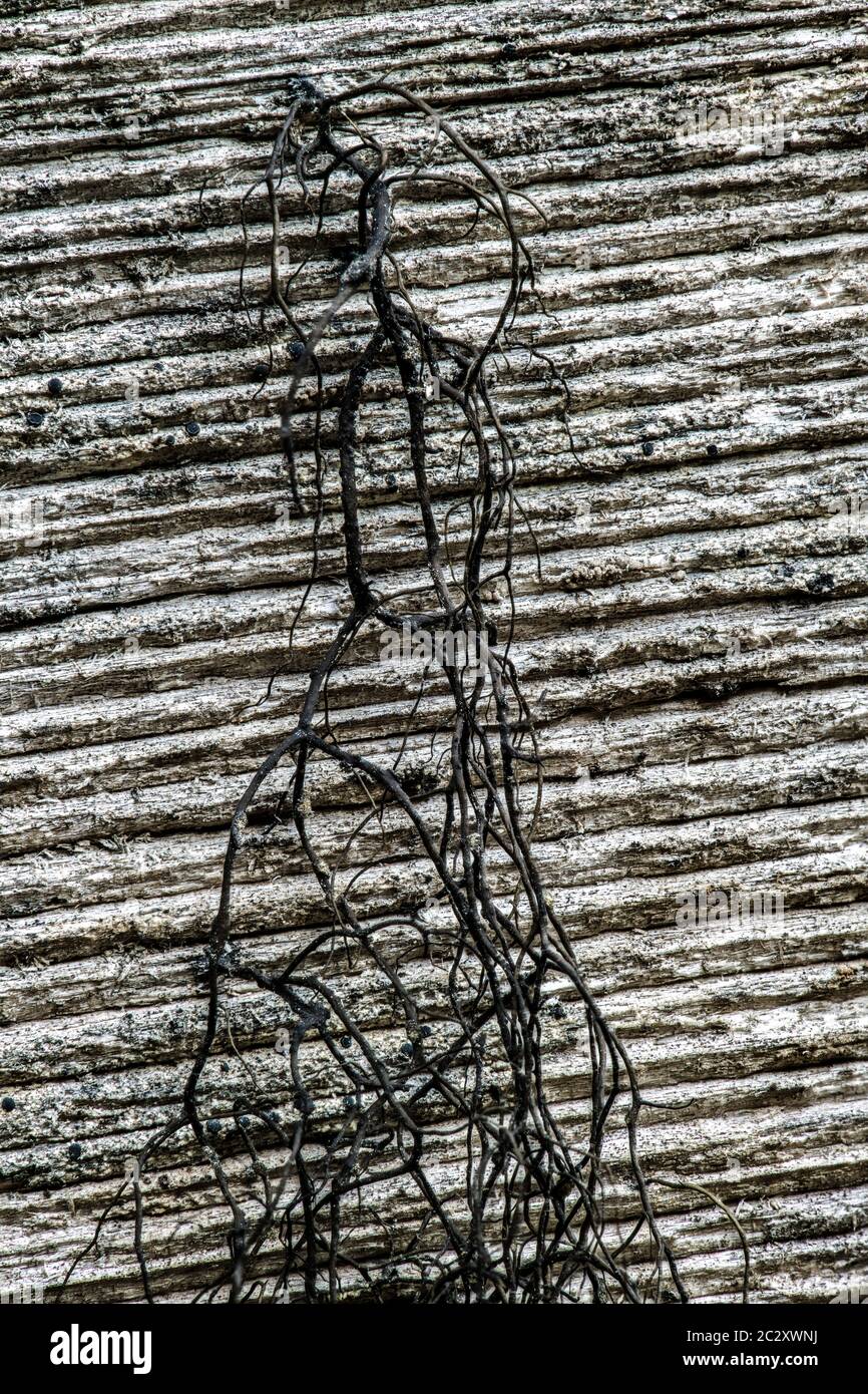 Crin lichen (Bryoria fremontii) Banque D'Images
