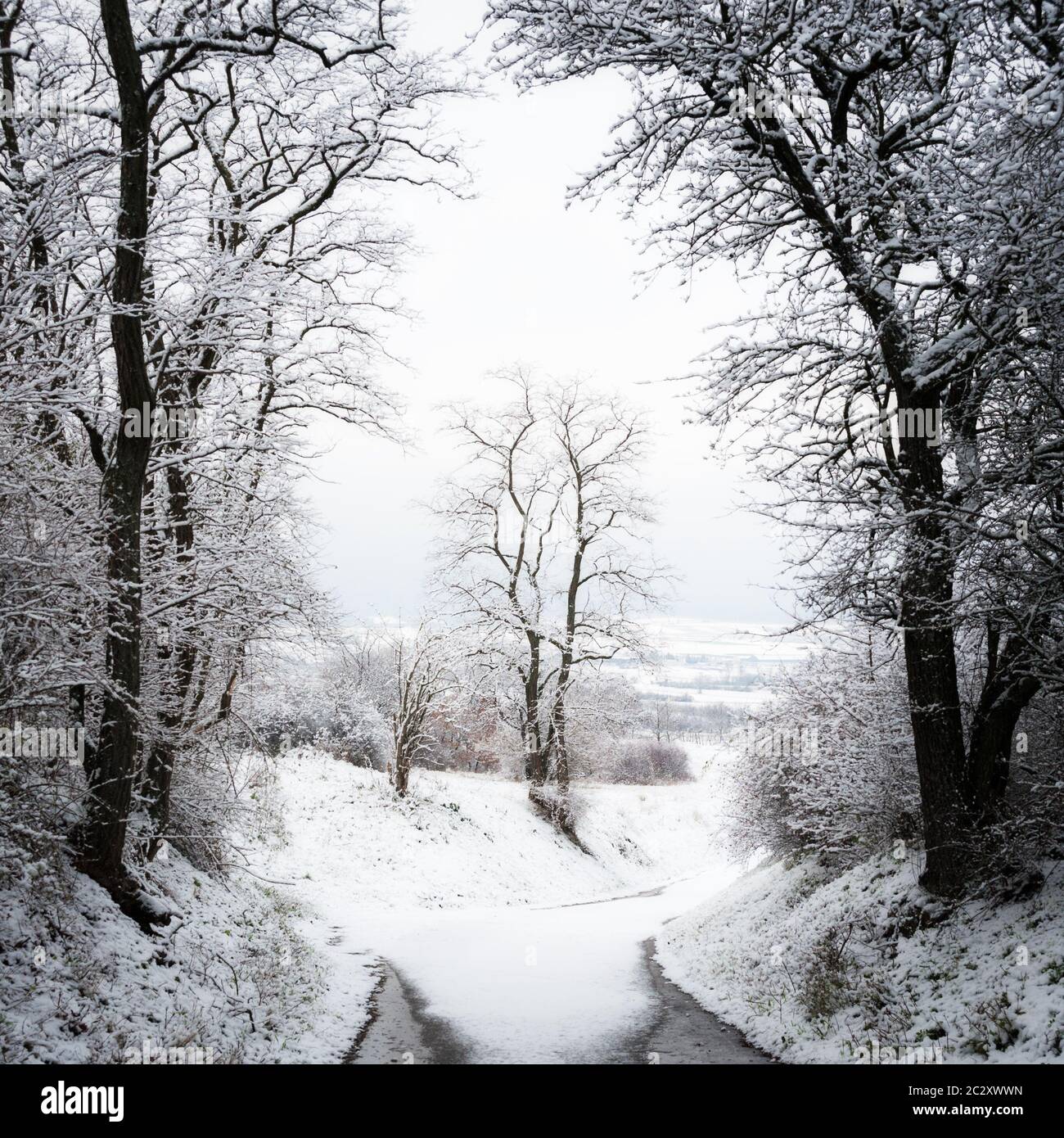 Route de campagne avec arbres en hiver avec neige Banque D'Images