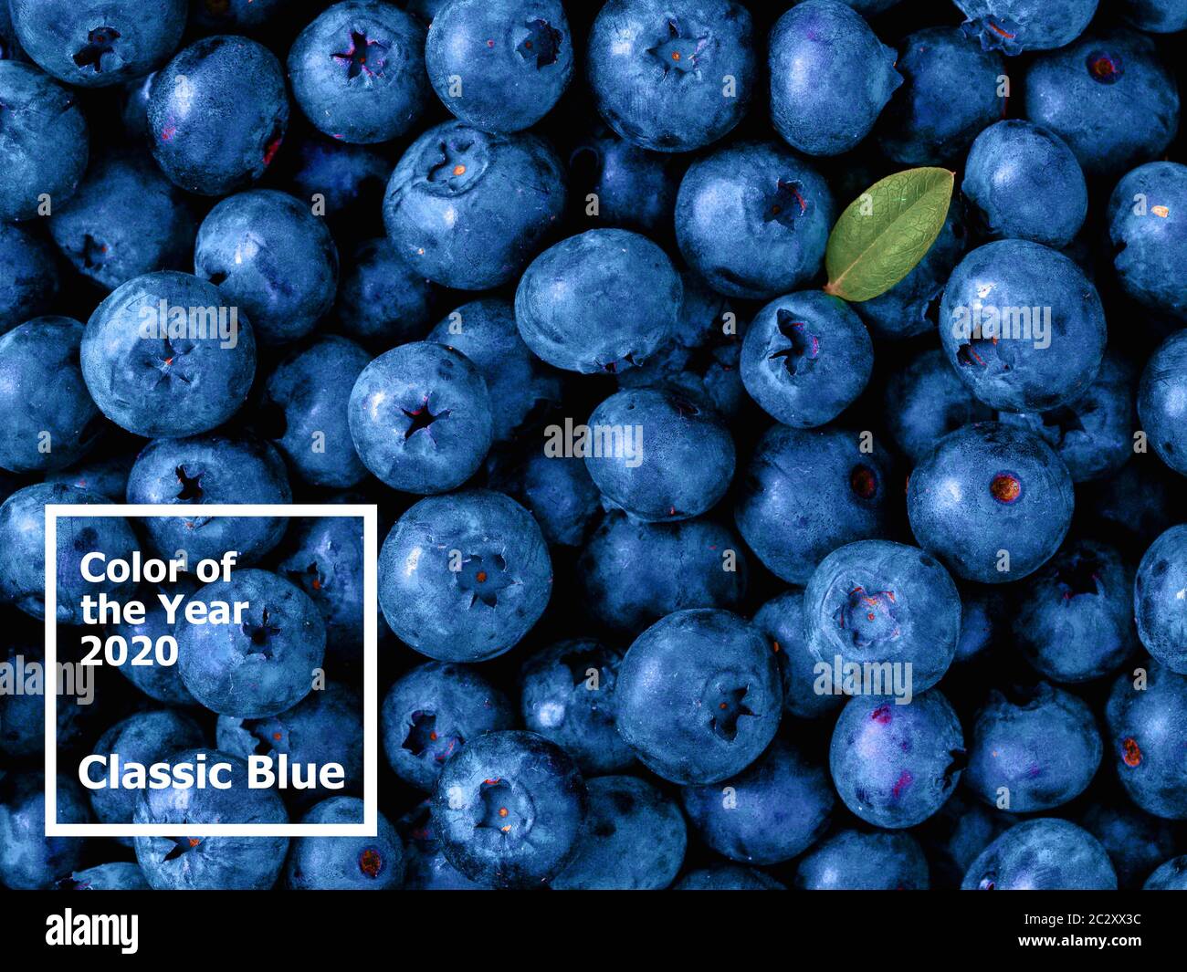 Bleuets de couleur bleu classique de l'année 2020 Banque D'Images