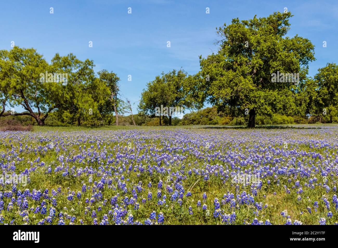 Champ de Bluebonnets au lac Travis Austin Texas Banque D'Images