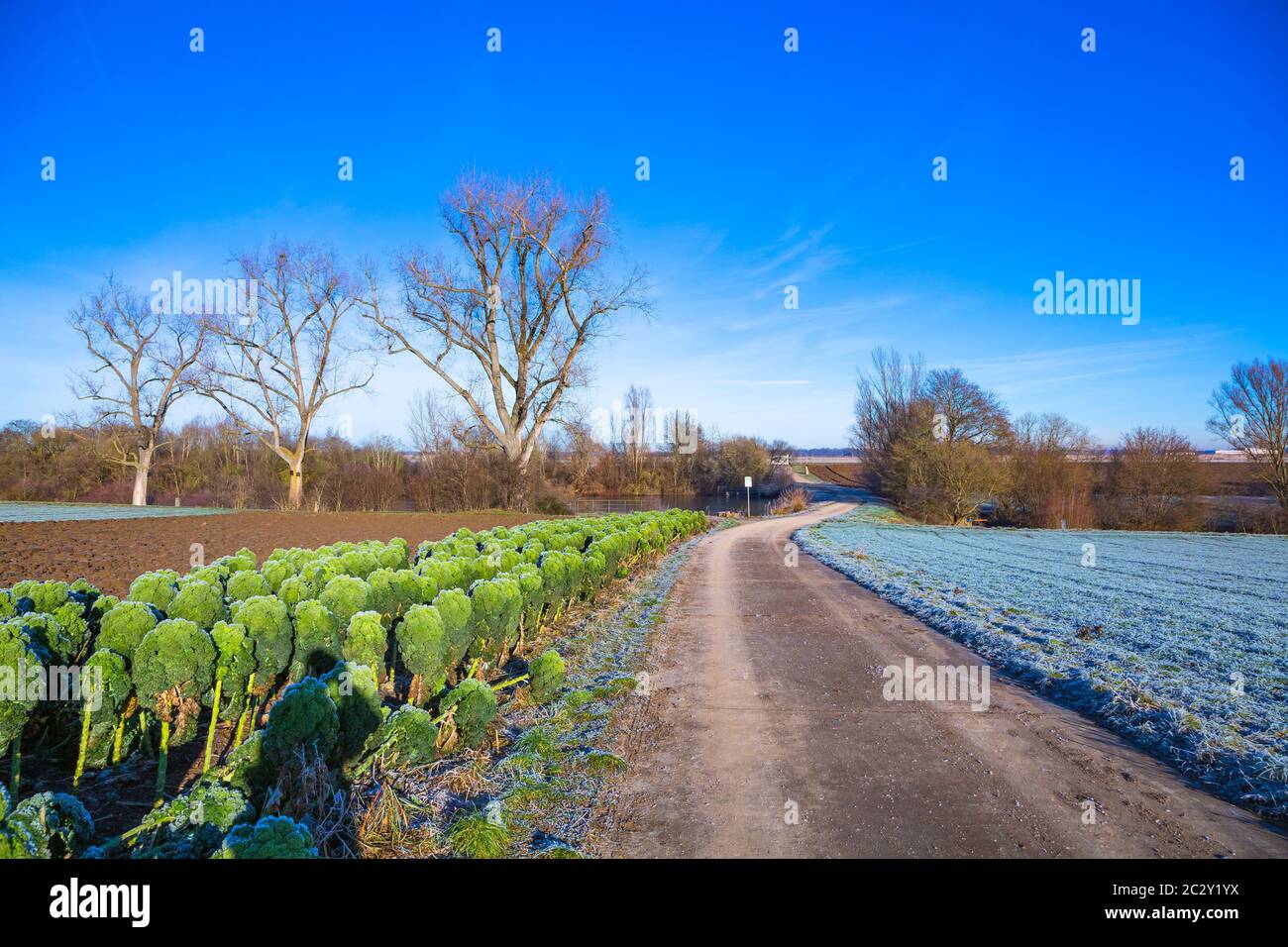 kale vert qui grandit à côté d'une route en hiver Banque D'Images